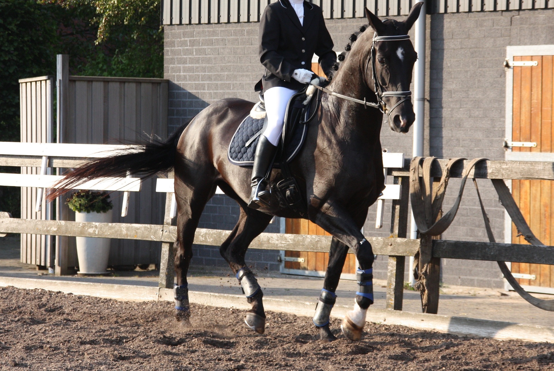 Dressage Riding