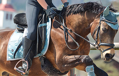Horse Training