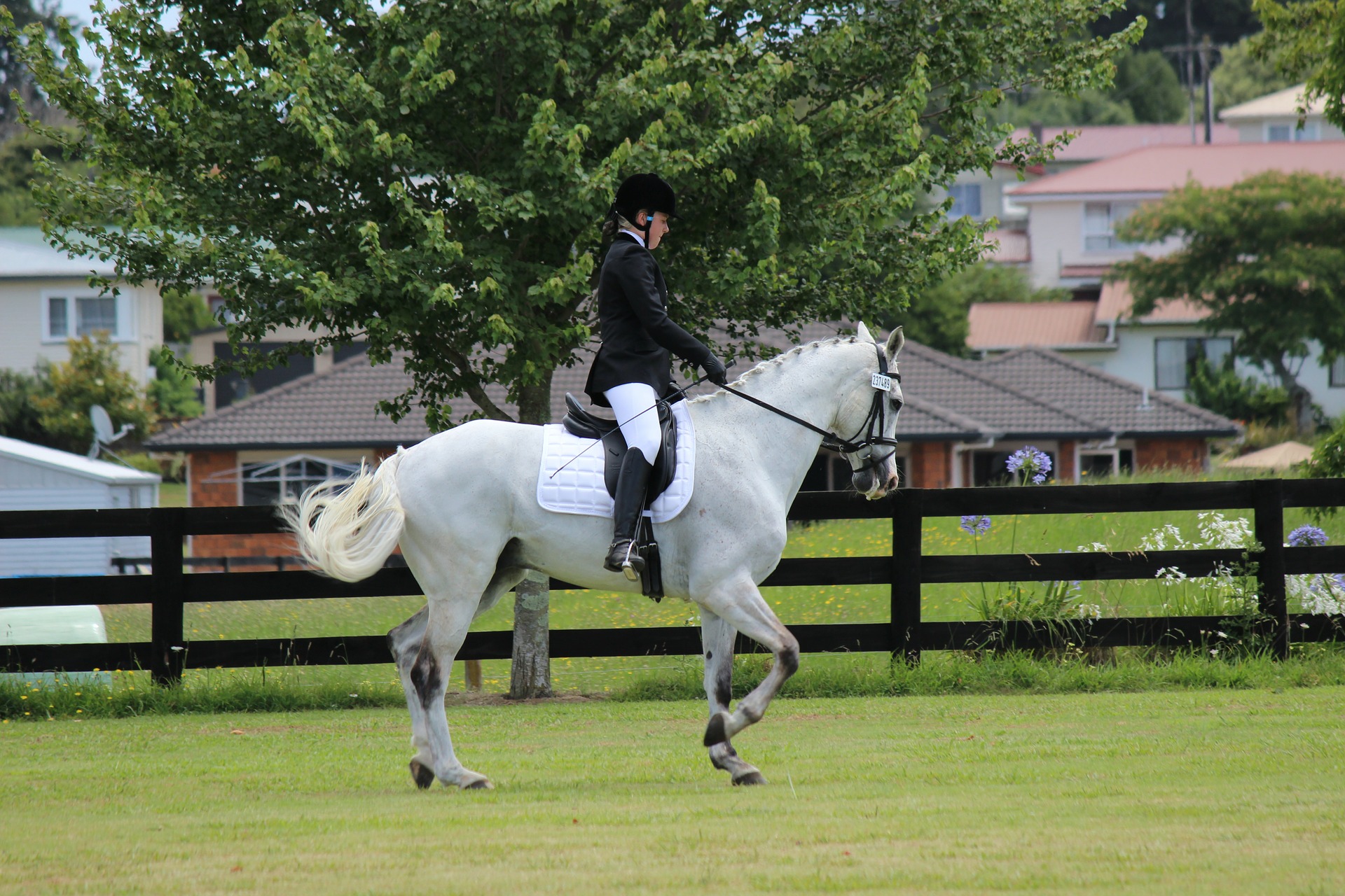 Horse Show