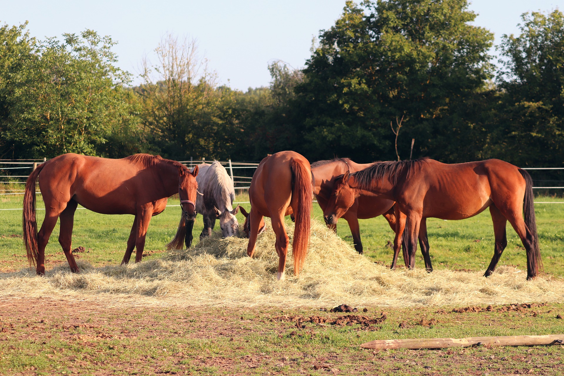 Hay is for Horses